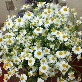 ромашка аптечная