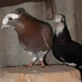 kellesi ak ganaty ak ikiçup