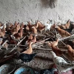 𝙩𝙤𝙫𝙪𝙠 𝙟𝙪𝙟𝙚