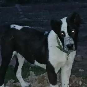 AlabayLebap welayat Hojambaz