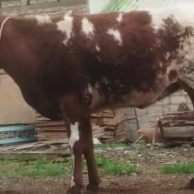 Bakylan tüwe çekimede bolýa