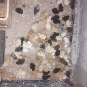 arginal broller juyjeler