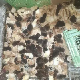 Arginal gigant juyjeler