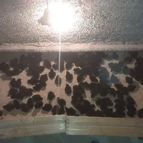 Arginal ataks juyjeler