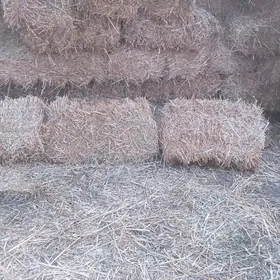 saman ỳorunja gatyşyk pres