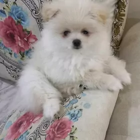 Померанский шпиц кобель,самец