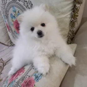 Померанский шпиц сука