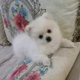 Померанский шпиц