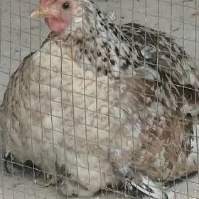 Karlik 7sany jüyjesi bilen