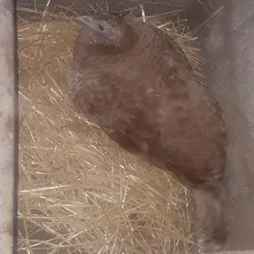 Indýuk kùrçúgip ýatan