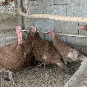 owgan induk yumurtga