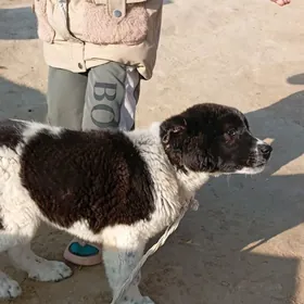 Türkmen Alabayy 6 barmak