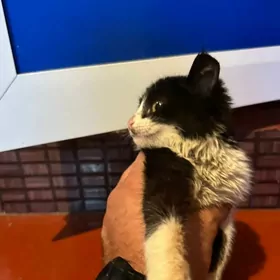 Котенка в хорошие руки