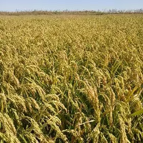 Şaly tohum Шалы