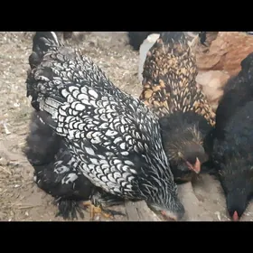 brama towuk ýumurtasy