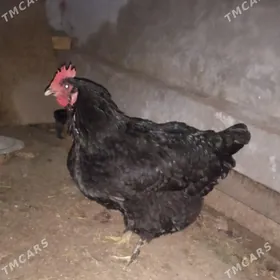 Dominanat paroda  ŷumurtgasy