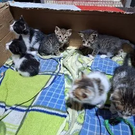 Котята в добрые руки