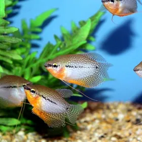 Рыбки аквариумные балык