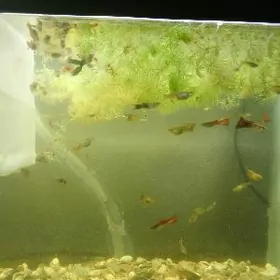 аквариум с рыбками