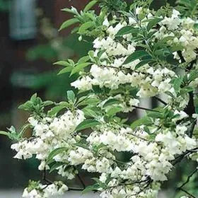 Ландышевый кустарник (Халезия)