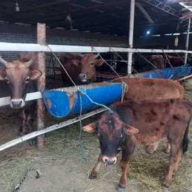 göleli sygyrlar öküzler