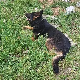 Немецкая Овчарка