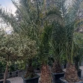 пальмы финиковые