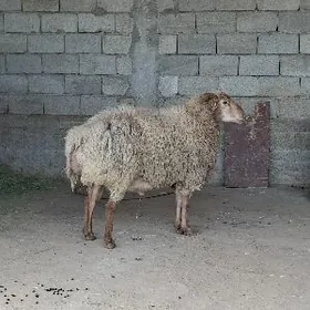 Gisary õweç bakylan