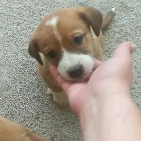 раздам щенят