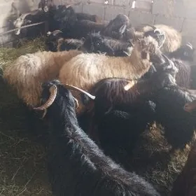 owlakly geçi cewis guzly goyun