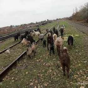 geçi we kuzuly koylar