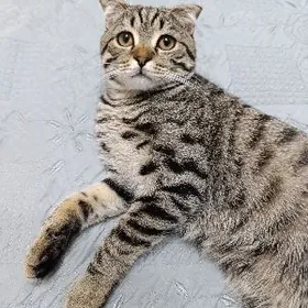 Домашний кот