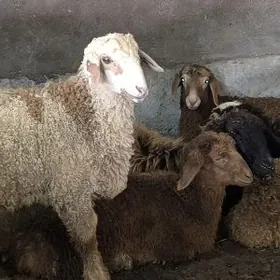 guzuly . goýunlar .