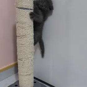 piśik вислоухий котёнок