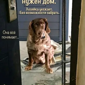 кокер-спаниель в добрые руки