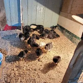 Джерсийский гигант