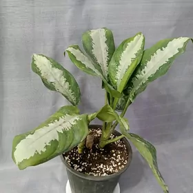 АГЛАОНЕМА ПАТТАЯ БЬЮТИ