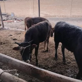 meydan okiz bar 8sany