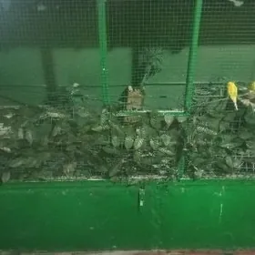 папугай 2штук 2булбул