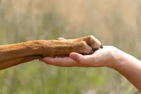 Adam bilen itiň dostlugy çakymyzdan 5 müň ýyl ozal başlapdyr