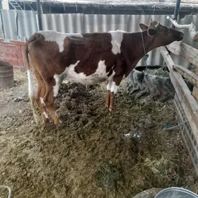 сыгыр гысыр