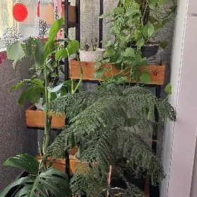 Цветы домашние