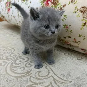 шотландские прямоушки