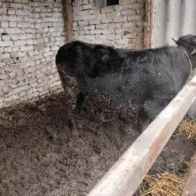 iki öküz iki unajyn