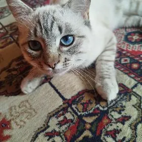 Şotlaniski paroda pishik