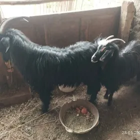 teke suryon abmen ba owlakly