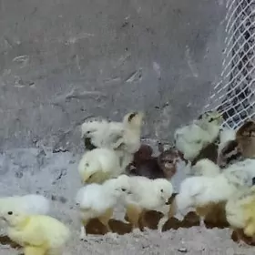 болгар жуже