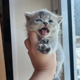 İki sany şatlanskiy pişik