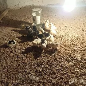 карлык жуже karlyk jüje