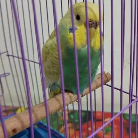 Popugay totygus setka bilen